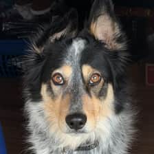 Goose