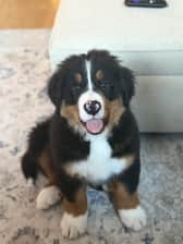 Howie the Berner