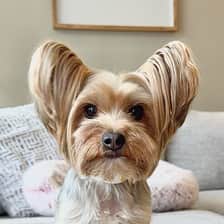 Bailey | SoCal Dog Influencer