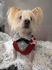 Rufus