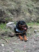 Hunter the Rottie