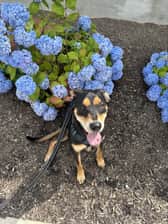 Josie