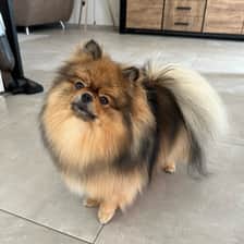 Nala The pomeranian