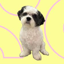 mr. paquito