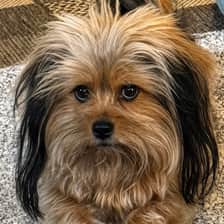 Pixie Has Opinions