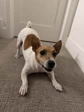 Deni | Jack Russell Terrier