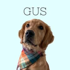 Gus | Golden Life in the Midwest ◡̈