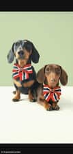Buddy Freddie dachshunds