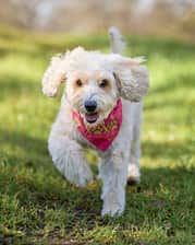 Labradoodlemystique