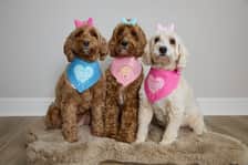 labradoodlemystique