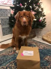 mrdarcy_thetoller