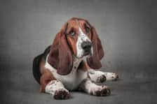 ernest.the.basset