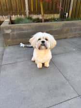 Luckyapso