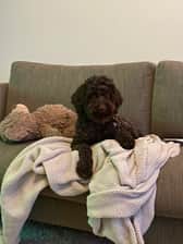bobbiethecobberdog
