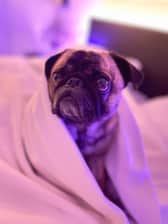 Fridolin_thepug