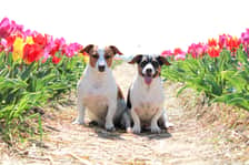 Jackrussel.max_spike