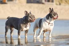 ivylillypoppyfrenchies