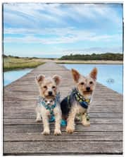 Kenai_and_Mickey