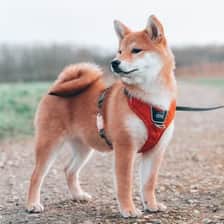 PuiPui
