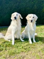 maya.ella_thewhitegoldens