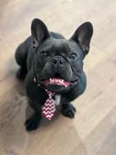 kemba_the_frenchie