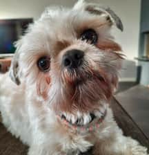 charlie.de.boomer