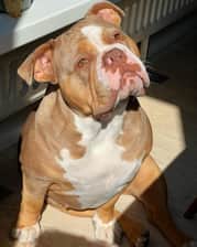 Mellowtheoldenglishbulldog