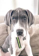 Penelopethegreatdane