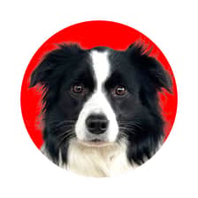 kaya.bordercollie