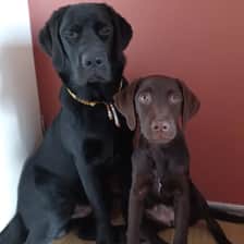 mowgli en mango de labrador.s