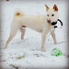 Ghost.theshibainu