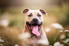 jack__amstaff