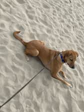 Loki_the_rescuedog19