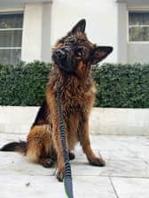 Apollo_germanshepherd