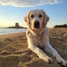 sweetgoldenmolly