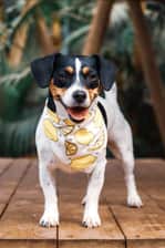 lola.the.jack.russel