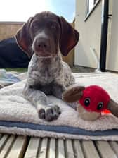 nigelthehouseelf