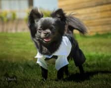 Cheechthechihuaha