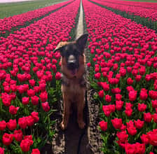 life.of.gsd_koda