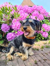 Nemo.the.yorkie