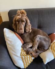 Lucythechocolatecocker