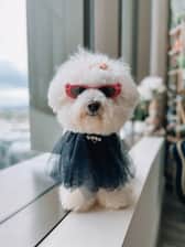 monty_the_cheese_puff