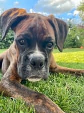Sjef_the_boxer