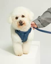 Beauthebichon17