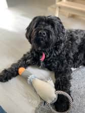 Alfie
