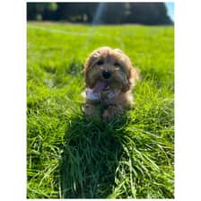 bambina.irishcockapoo