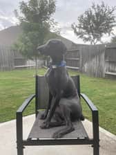 james_the_weim