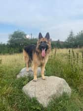 Buster_thegermanshepherd