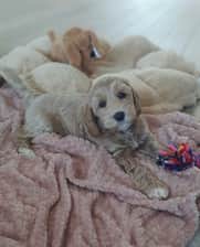 Mayadoodle22