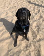 alfie.the.labrador.x
